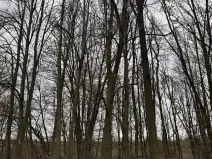 Prodej lesa, Čejkovice, 8895 m2