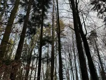 Prodej podílu lesa, Halenkov, 1840 m2