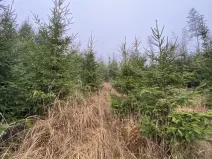 Prodej lesa, Městečko Trnávka - Lázy, 6313 m2