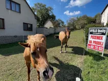 Prodej pozemku pro bydlení, Pašovice, 1279 m2