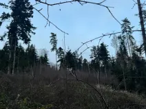 Prodej podílu lesa, Zálezly, 799 m2