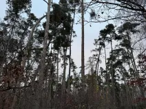 Prodej lesa, Týnec nad Labem, 7079 m2