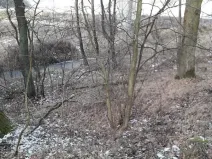 Prodej lesa, Řípec, 27546 m2