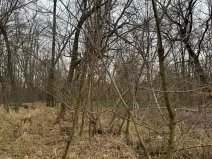 Prodej podílu lesa, Lesonice, 1518 m2