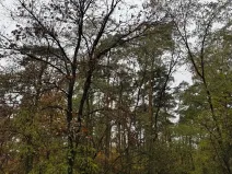 Prodej lesa, Budyně nad Ohří, 3763 m2