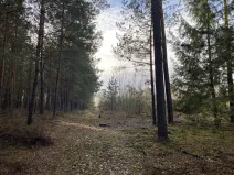 Prodej lesa, Veliny, 4968 m2