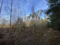 Prodej lesa, Veliny, 4968 m2