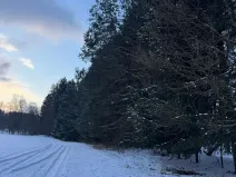 Prodej lesa, Lužany, 2098 m2
