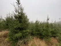 Prodej lesa, Městečko Trnávka - Lázy, 6313 m2