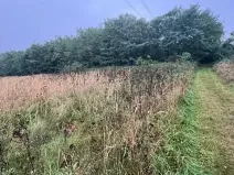 Prodej lesa, Březolupy, 628 m2