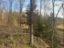 Prodej lesa, Huslenky, 11045 m2