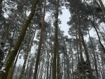 Prodej podílu lesa, Svéradice, 2590 m2