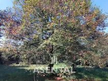 Prodej pozemku, Ostrava - Radvanice, Na Hrázkách, 12371 m2