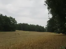 Dražba lesa, Zhoř, 23907 m2