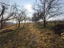 Prodej sadu/vinice, Hovorany, 1322 m2
