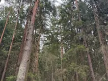 Prodej podílu lesa, Ledenice, 2894 m2