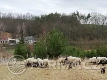 Prodej pole, Řepín, 22068 m2