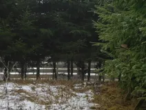 Dražba louky, Horní Planá, 3804 m2