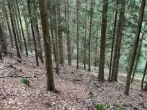 Dražba lesa, Záhoří, 3816 m2