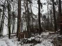 Prodej lesa, Stříbrnice, 2595 m2