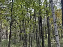 Prodej pole, Bohumín, 4224 m2