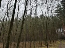 Prodej lesa, Libotenice, 63021 m2