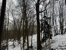 Prodej lesa, Vyškov, 1783 m2