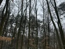 Prodej podílu lesa, Štítary, 3942 m2