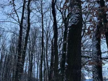 Prodej lesa, Dolní Bousov, 59634 m2