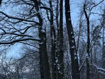 Prodej lesa, Dolní Bousov, 59634 m2