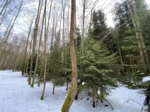 Prodej lesa, Volfířov - Brandlín, 3892 m2