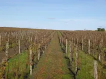 Dražba pozemku, Velké Bílovice, 1672 m2