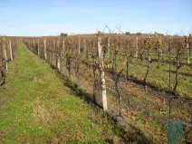 Dražba pozemku, Velké Bílovice, 1672 m2