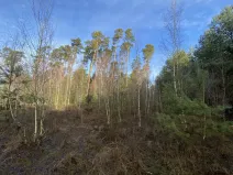 Prodej lesa, Veliny, 4968 m2