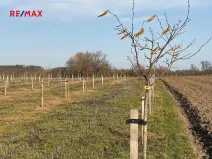 Prodej sadu/vinice, Nové Dvory, 9979 m2