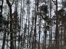 Prodej lesa, Prokopov, 2228 m2