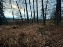 Prodej lesa, Pošná, 3636 m2