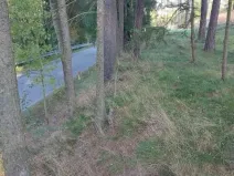 Prodej lesa, Nový Rychnov, 7440 m2