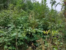 Prodej lesa, Nový Rychnov, 7440 m2