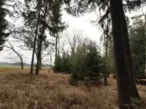 Prodej lesa, Morašice, 11313 m2