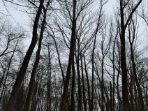 Prodej lesa, Přerov nad Labem, 2268 m2