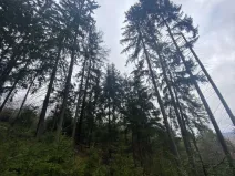 Prodej lesa, Kolinec - Buršice, 1299 m2
