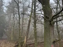 Prodej lesa, Milavče, 5759 m2