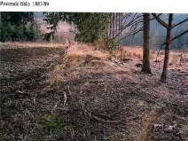 Prodej lesa, Kamenice nad Lipou, 5521 m2