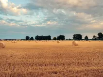 Prodej podílu pole, Nový Vestec, 2331 m2