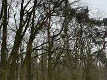 Prodej podílu lesa, Dolní Beřkovice, 1050 m2