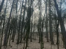 Prodej lesa, Jílové u Prahy, 15458 m2