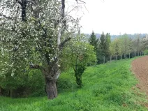 Prodej zahrady, Rohle, 1514 m2