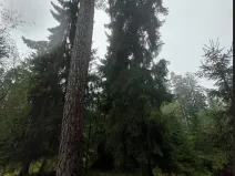 Prodej lesa, Otín, 829 m2