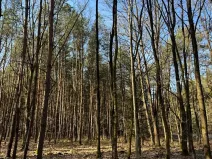 Prodej lesa, Týniště nad Orlicí, 6788 m2